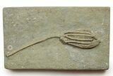 Fossil Crinoid (Histocrinus) - Crawfordsville, Indiana #371575-1